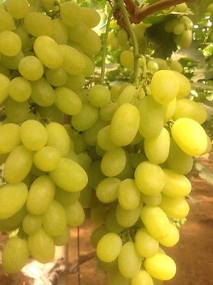 Grape Seeds - VICTORIA WHITE - Early Season  - NON GMO - MEDICINAL - 15 Seeds