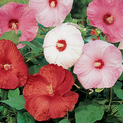 Disco Bell Mixed Hibiscus Seeds - Huge Parasol Shaped 9 Inch Blooms - 60 Seeds 