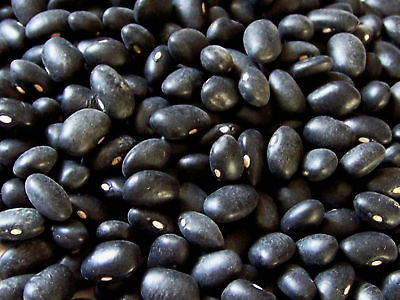 Bean Seeds- BLACK TURTLE - Purple Pods, Black Coated Beans - Gmo Free - 40 Seeds
