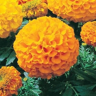 African Marigold Seeds - ANTIGUA GOLD - Great Border Flower 3