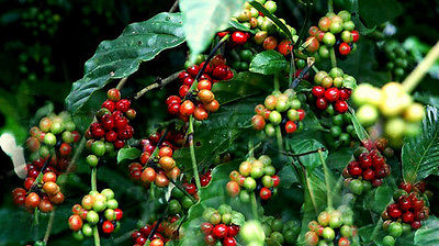 ETHIOPIAN DJIMMAH Wild Grown Coffee Plant Seeds GMO FREE BEAN 100+ Seeds 