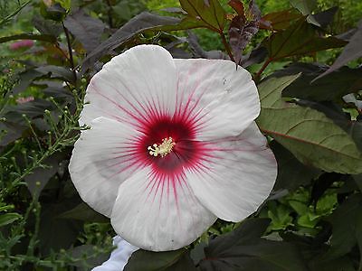 Hibiscus Seeds - Kopper King - Winter Hardy Flowering Perennial 100+ Seeds 