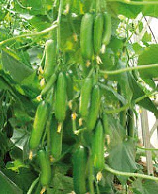 Cucumber Seeds - PATIO SNACKER - NON GMO - Great in Containers -15 Seeds    