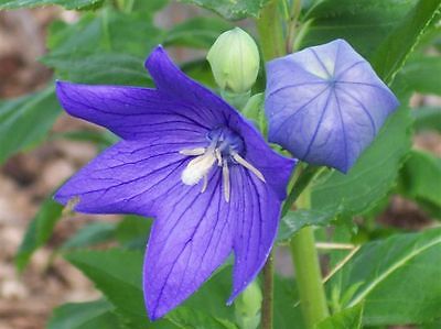 Balloon Flower Seeds - FUJI BLUE - Balloon Like Buds - Perennial - 10 Seeds 