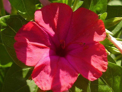 Four O'Clock Seeds ~ Mirabilis Jalapa ~ RED ~ Attract Hummingbirds ~ 15 Seeds