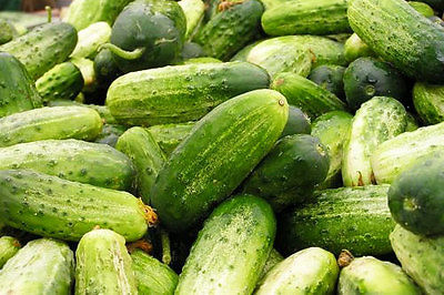 Cucumber Seeds - CHICAGO PICKLING  - Cucumis Sativus -GMO FREE -15 Seeds    