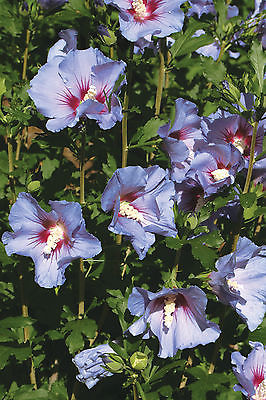 Rose of Sharon Seeds - AZURRI SATIN - Hibiscus Syriacus-Winter Hardy- 25 Seeds 