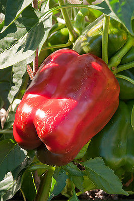 Sweet Bell Pepper Seeds - BIG RED - Giant Sweet Bell Peppers - GMO FREE 10 Seeds