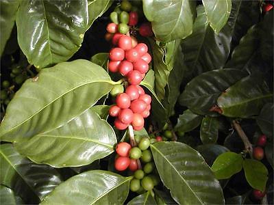 Coffea Plant Seeds - MEXICAN COFFEE BEAN - Mellow Flavour - GMO FREE - 25+ Seeds