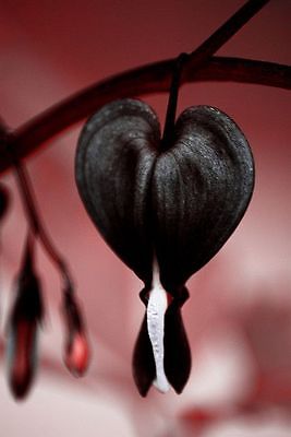 Bleeding Heart Seeds - JETTUS BLACK - Very Rare Shade Perennial - 20 Seeds