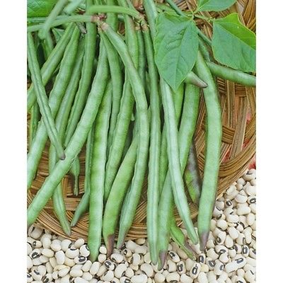 Pea Seeds - DIXIE LEE CROWDER COW - High Yielding and Easy to Grow - 50 Seeds 