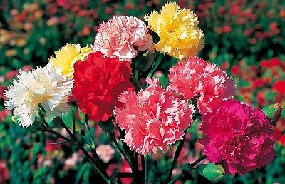 Carnation Seeds - GRENADIN MIX -Winter Hardy Perennial - Cut Flowers - 50 Seeds