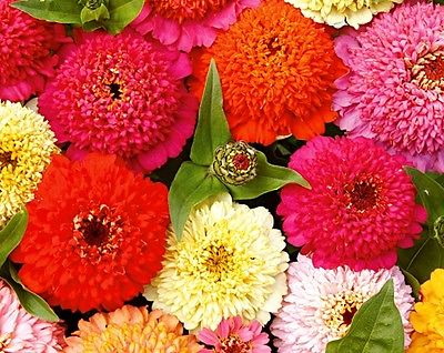Zinnia Seeds - DAHLIA MIX - Canada - Huge Colorful Blooms! - GMO FREE - 25 Seeds