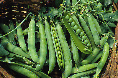 Pea Seeds - GREEN ARROW -  Exceptional Sweetness and Great Flavour - 50+ Seeds 