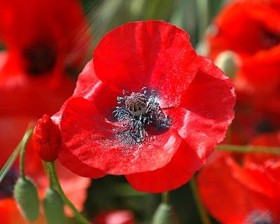 Poppy Seeds - RED CORN - Traditional Wartime Rememberance Flower - 50+ Seeds