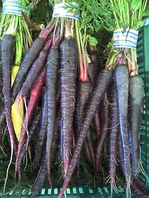 Carrot Seeds - PURPLE DRAGON - Stunning Heirloom Vegetable -GMO FREE- 50 Seeds 