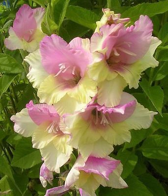 Gladiolus Bulbs - MON AMOUR - Sword Lily - Soft Shades of Pastels - 6 Bulbs