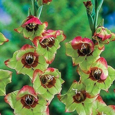 Gladiolus Bulbs - FLEVO LAGUNA - Sword Lily - Chartreuse & Red Blooms - 6 Bulbs