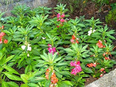 Flowering Balsam Impatients - MEDICINAL HERB - NON GMO - 20+ FRESH Seeds