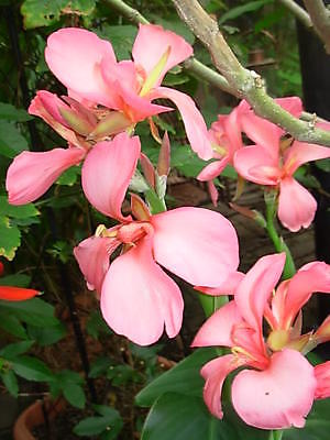Canna Lily Seeds - CAROLINA PINK - Cannaceae - Rare - Exotic Blooms - 4 Seeds