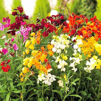 Wallflower Seeds - PRINCE MIX - Great for Container Gardens - CANADA - 20 Seeds