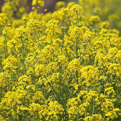 Brassica Juncea Seeds - Indian Mustard - MEDICINAL HEALER - 100+ Organic Seeds