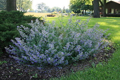 Nepeta Seeds~Blue Catmint~Great Perennial Border Plant~50+ Heirloom Seeds =^..^=