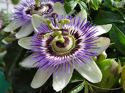 Passion Flower Seeds - Sprawling Vine Grows to Length of 30 Feet! - 100 Seeds 