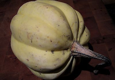 Squash Seeds - WHITE ACORN - GMO FREE - Unique Outer Shell - Heirloom - 10 Seeds