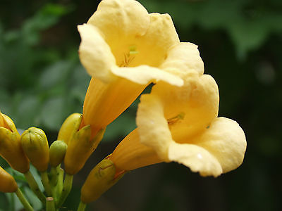 Trumpet Vine Seeds - YELLOW - Golden Creeper Flava - theseedhouse - 10+ Seeds