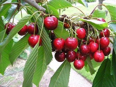 Cherry Tree Seeds - BING - Favorite Amongst Cherry Trees - Sweet Fruit -10 Seeds