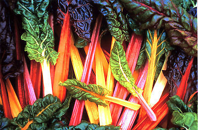 Swiss Chard Seeds - BRIGHT LIGHTS - Colorful Variety - GMO FREE - 40 Seeds