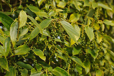 Green Peppercorn Seeds - GMO FREE -  Climbing Vine - 500+ Organic Seeds 