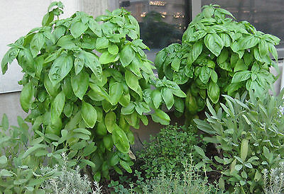 Basil Seeds - GENOVESER - Popular Herb for Flavoring - MEDICINAL - 50+ Seeds
