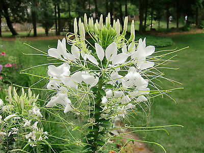 Cleome Seeds - Spider Flower - WHITE QUEEN - Huge Airy Blooms - 30+ Seeds 