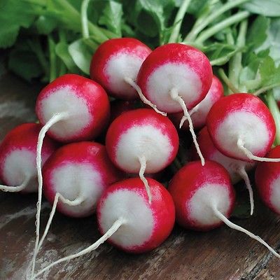 Radish Seeds - SPARKLER WHITE TIP - Heirloom - Red & White Vegetable - 50+ Seeds