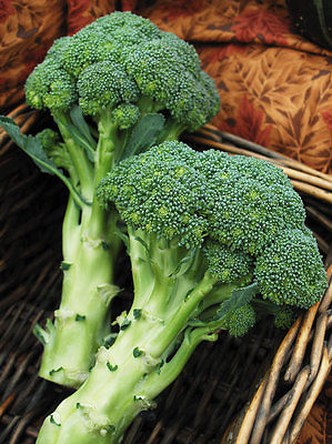 Broccoli Seeds - GREEN MAGIC - Early Maturity - Heirloom - Gmo Free - 100+ Seeds