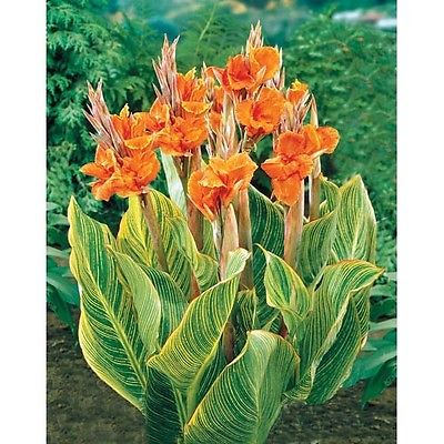 Canna Lily Seeds - PRETORIA - Variegated Foliage - Exotic Blooms - 4 Seeds
