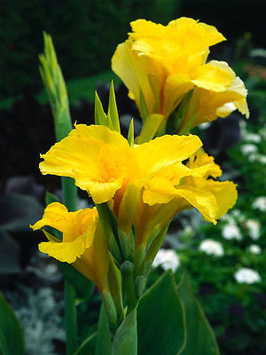 Canna Lily Seeds - RICHARD WALLACE - Cannaceae - Exotic Blooms - 4 Seeds