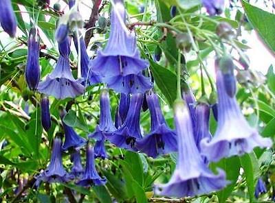 Mini Blue Angel's Trumpet Seeds- Lochroma Australis - Tropical Beauty - 10 Seeds