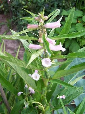 Sesame Plant- Greek Heirloom- theseedhouse - Organic White Sesame 100 Seeds   :)