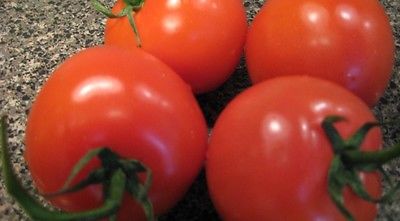 Tomato Seeds - MOUNTAIN GLORY VFFF/TSWV - Hybrid Bush Tomato Variety - 25 Seeds