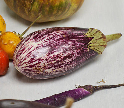 Eggplant Seeds - SHOOTING STARS STRIPED - F1 Hybrid - Great Taste! - 25 Seeds