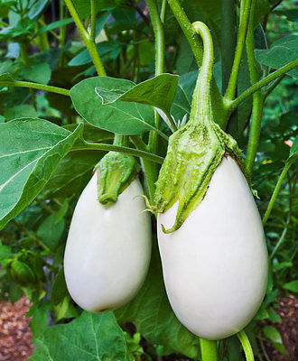 Eggplant Seeds - WHITE STAR - F1 Hybrid - Solanum Melongena - 25 Seeds