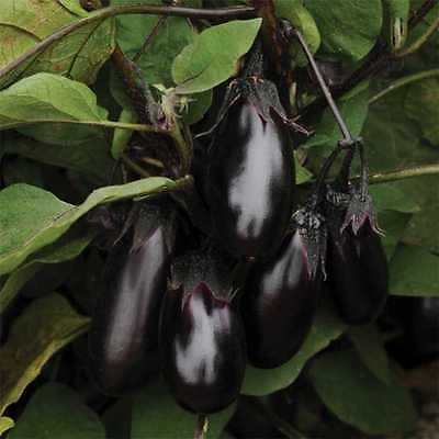 Eggplant Seeds - EPIC - Gmo Free - Excellent Tasting Variety - 25 Seeds