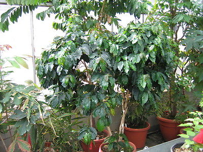 Coffea Plant Seeds - UGANDAN ROBUSTA - Tropical -GMO FREE - ONE POUND Seeds