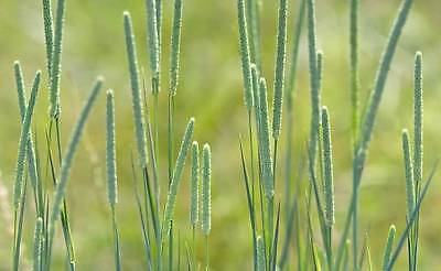 Timothy Grass Seeds - Field Grass - Easy to Grow - Hardy Grass - 2000+ Seeds 