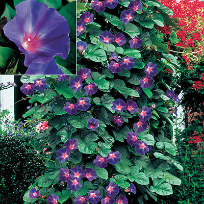 Morning Glory Seeds ~ Star of Yelta ~ Gorgeous Annual Climbing Vine ~  25 Seeds