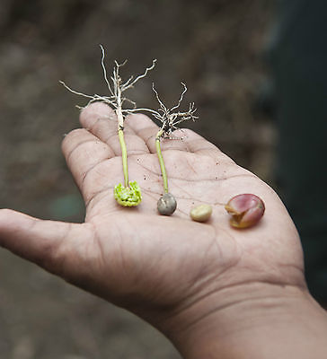Coffea Plant Seeds - UGANDAN ROBUSTA - Tropical Houseplant -GMO FREE - 50+ Seeds