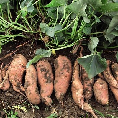 Beauregard Galaxy Sweet Potatoes - Great House Plant - Trailing Vine - 5 Tubers